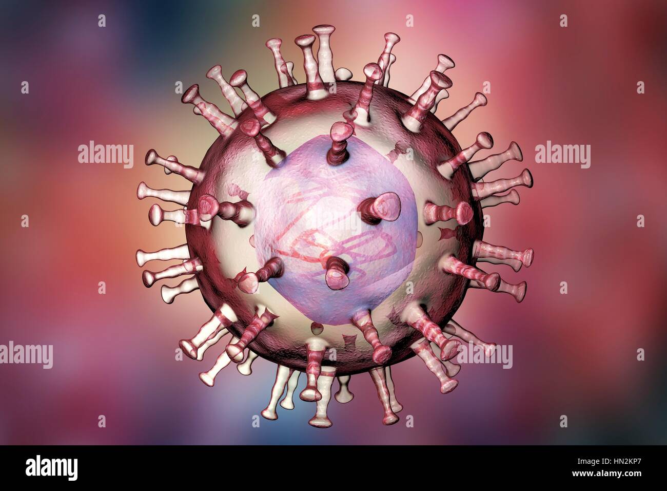 African swine fever virus, illustration. This virus is a member of the iridovirus group that causes African swine fever. Unlike other DNA- containing vertebrate viruses (except the poxviruses), the iridovirus replicates in the host cell's cytoplasm (most others replicate in the nucleus). Stock Photo