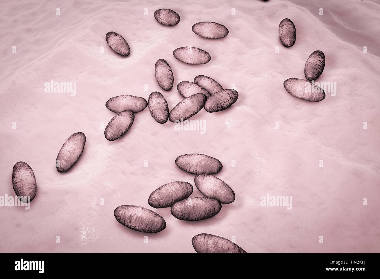 Plague bacteria hires stock photography and images Alamy