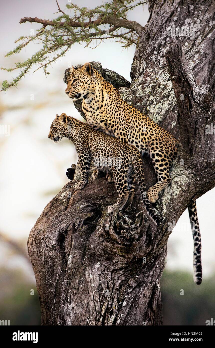 Leopard with cub sitting in the tree. Serengeti, Tanzania. Stock Photo
