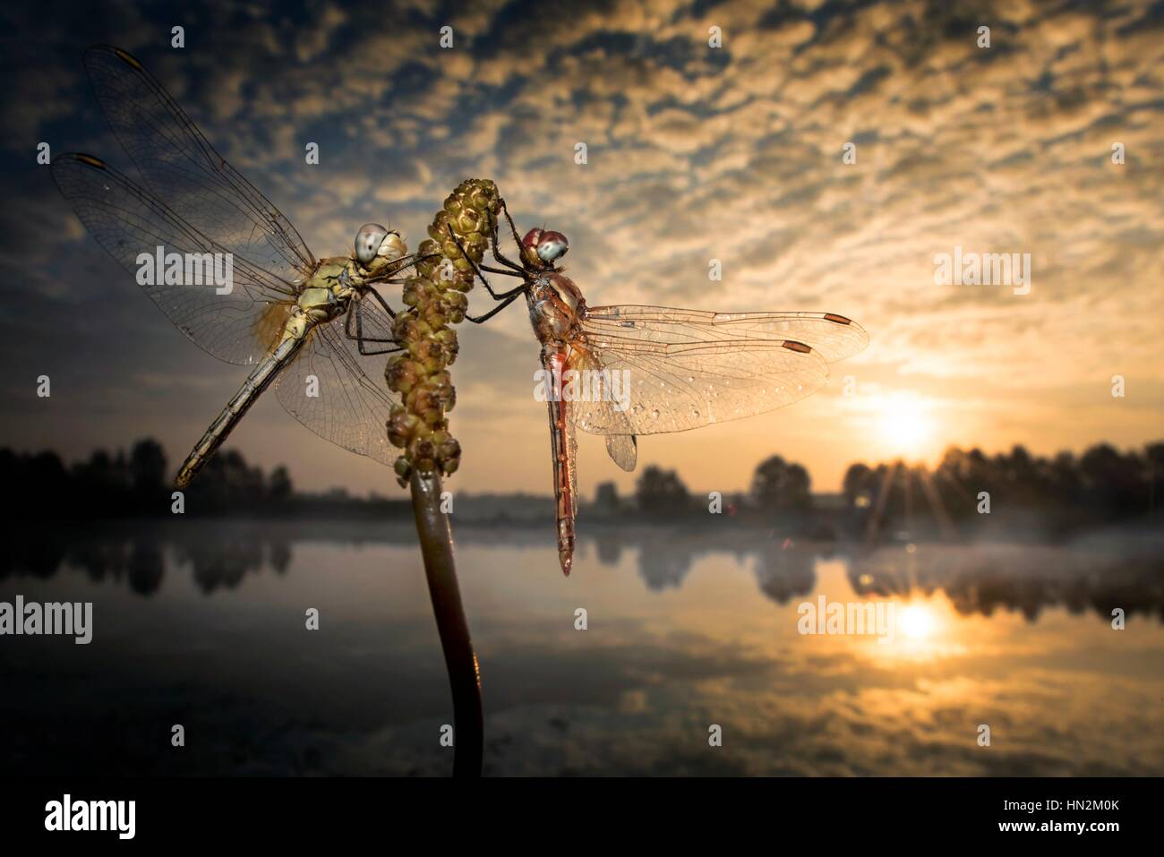 Two dragonflies on a plant stem at sunrise Stock Photo - Alamy