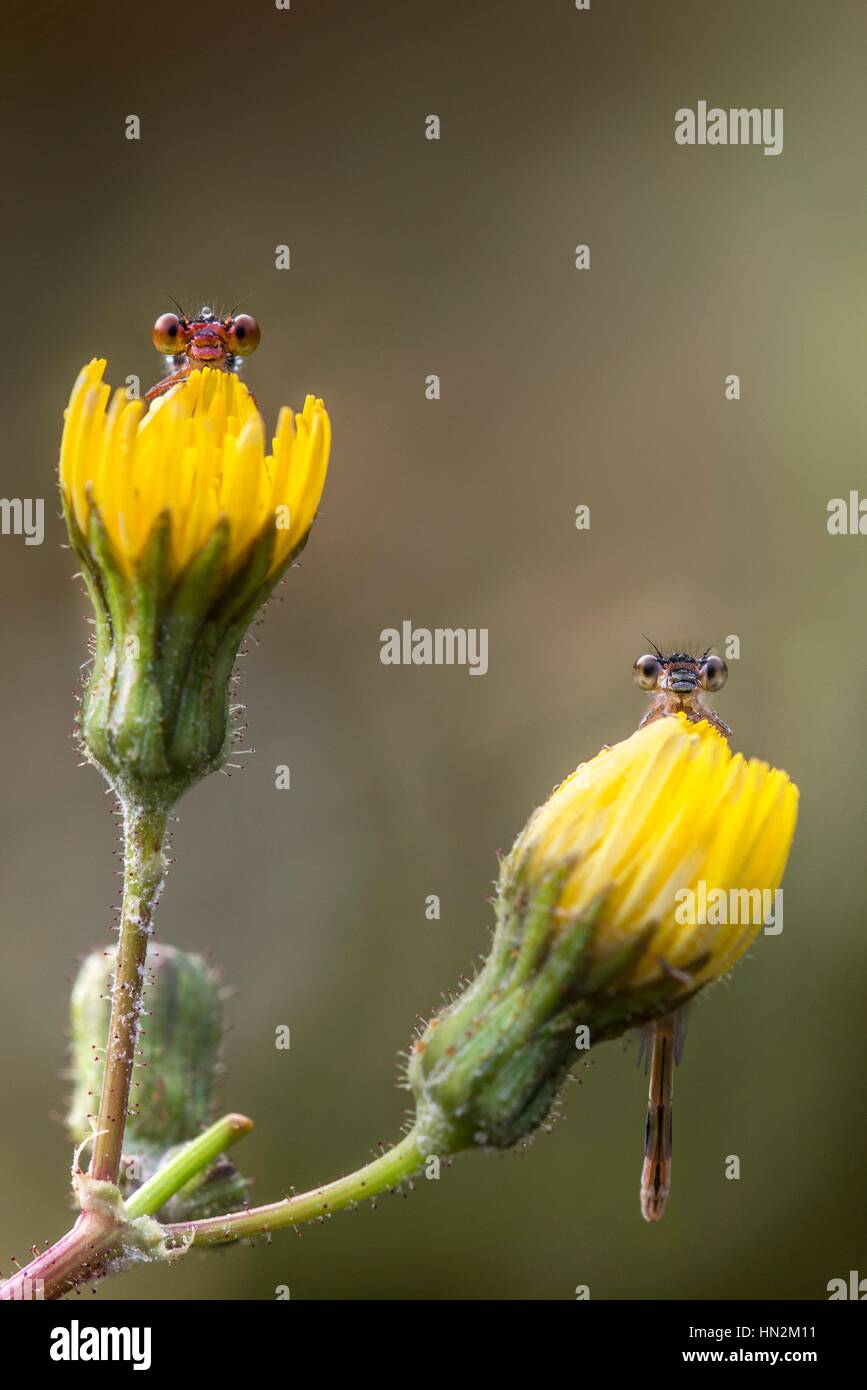 Two damselflies on yellow flowers Stock Photo - Alamy