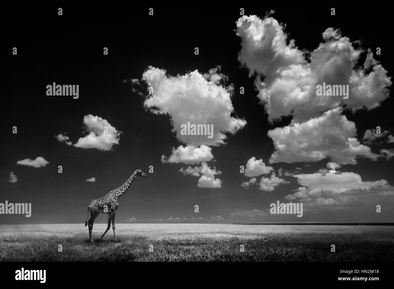 Giraffe walking on the plain, Serengeti, Tanzania. Stock Photo