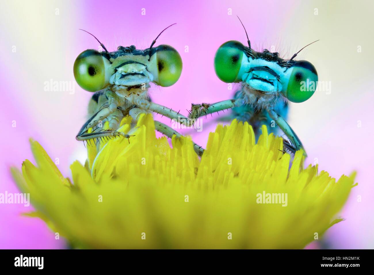Two damselflies on wild flower Stock Photo - Alamy