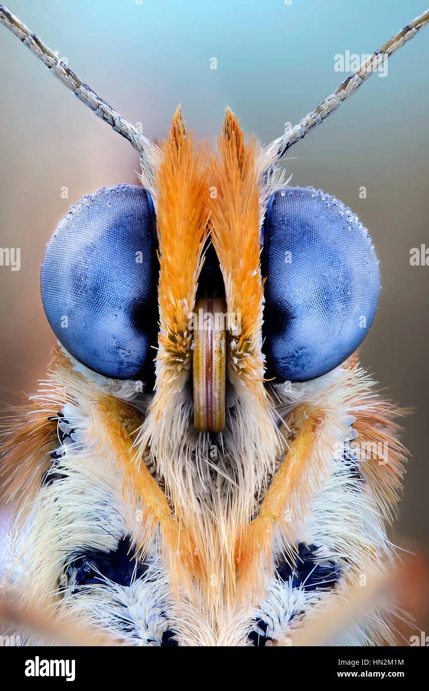Butterfly eyes, close up Stock Photo - Alamy