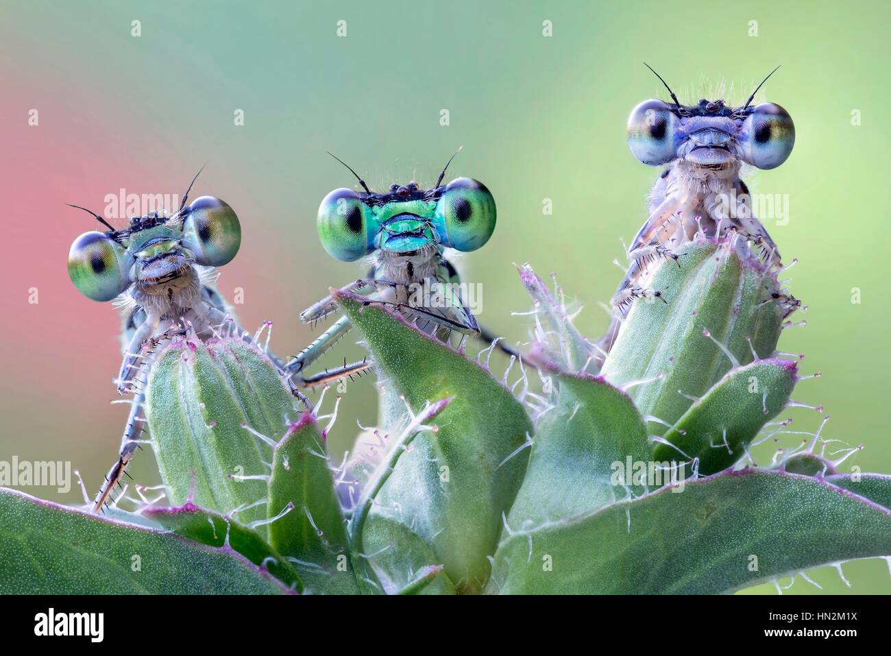 Three damselflies on wild plant Stock Photo - Alamy