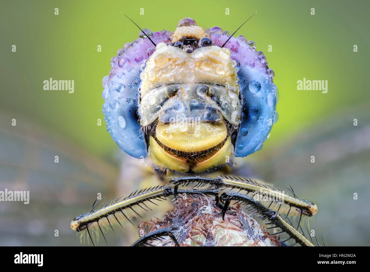 Dragonfly resting on a plant with drops of dew on its eyes Stock Photo ...