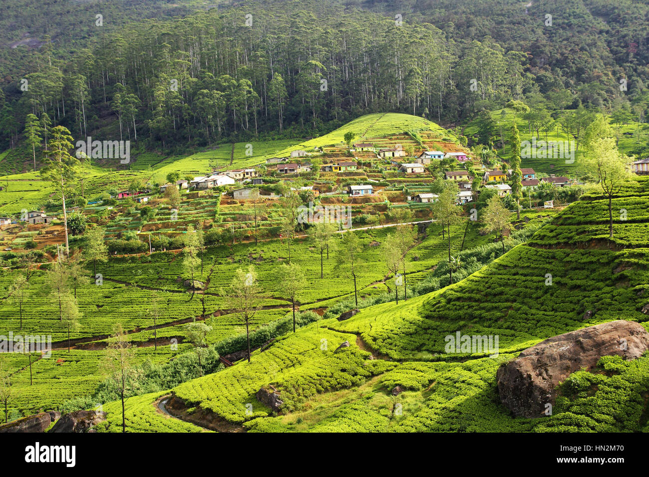 tea plantation countryside Stock Photo