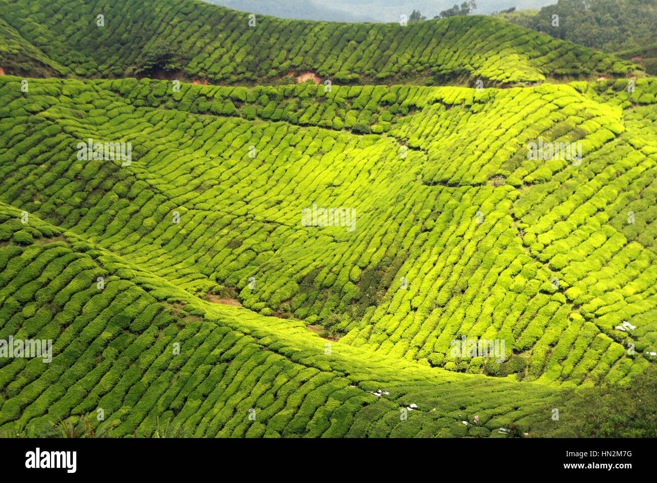 beautiful green tea plantations landscape Stock Photo Alamy