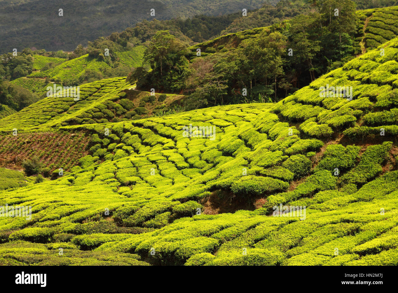 beautiful tea plantation Stock Photo Alamy