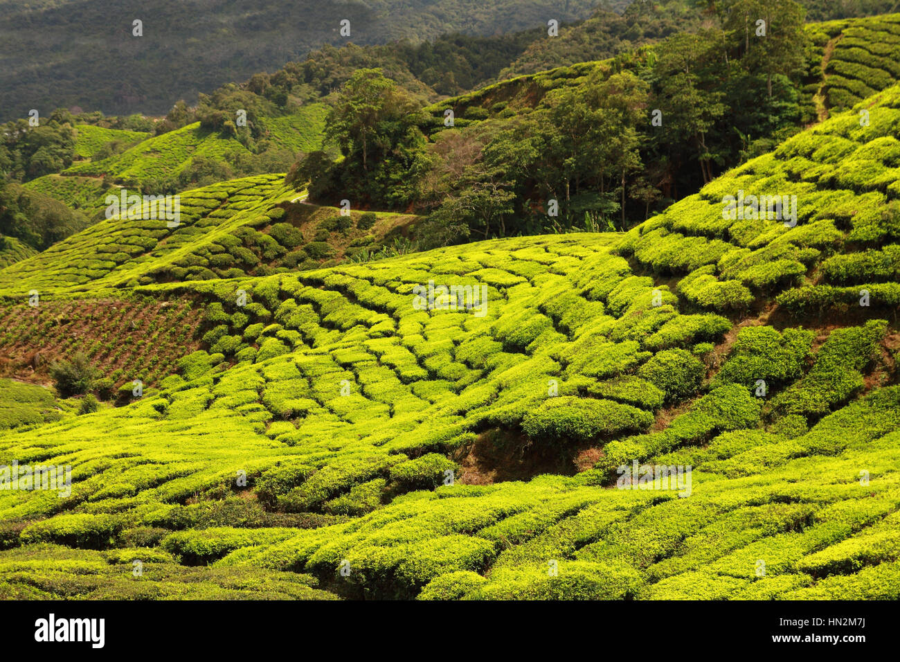 beautiful tea plantation Stock Photo