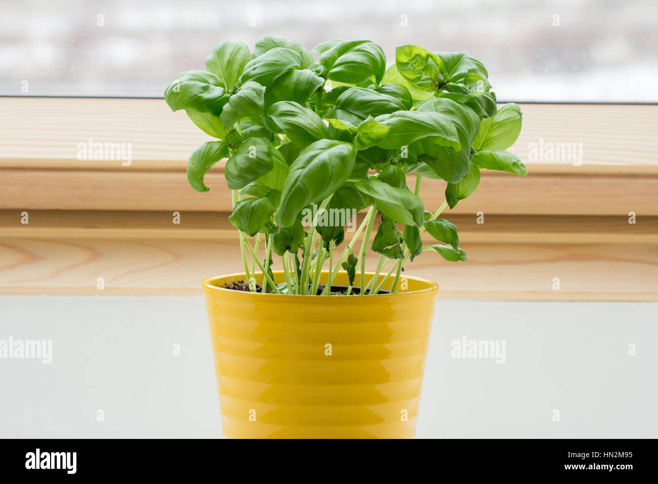 potted basil plant Stock Photo