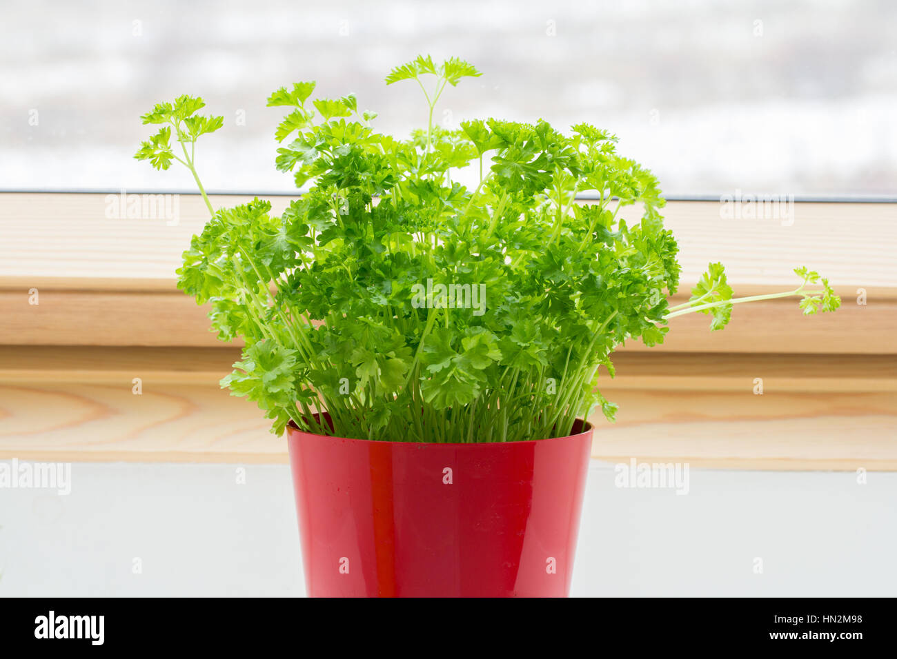 potted parsley plant Stock Photo