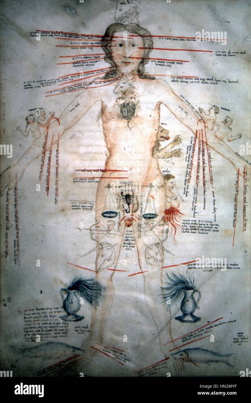 Medical Manuscript Compendium Of Medical Texts Zodiac Man Hi res Stock medical-manuscript-compendium-of-medical-texts-zodiac-man-hi-res-stock