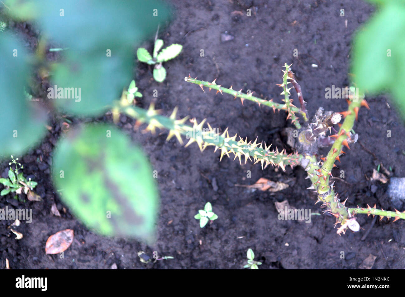 Rose with thorns hires stock photography and images Alamy