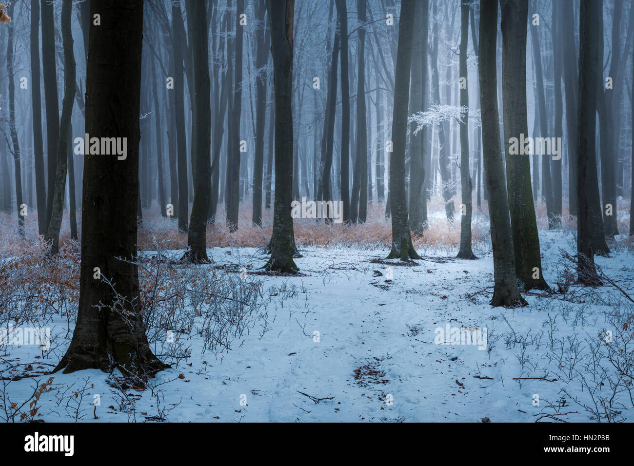 Fairy tale foggy forest during winter Stock Photo - Alamy