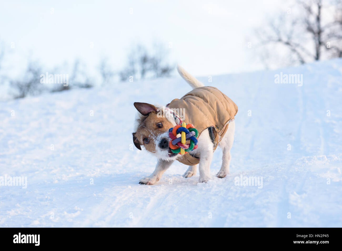 Funny Crazy Dog Rages On Snow Stock Photo 1243032625