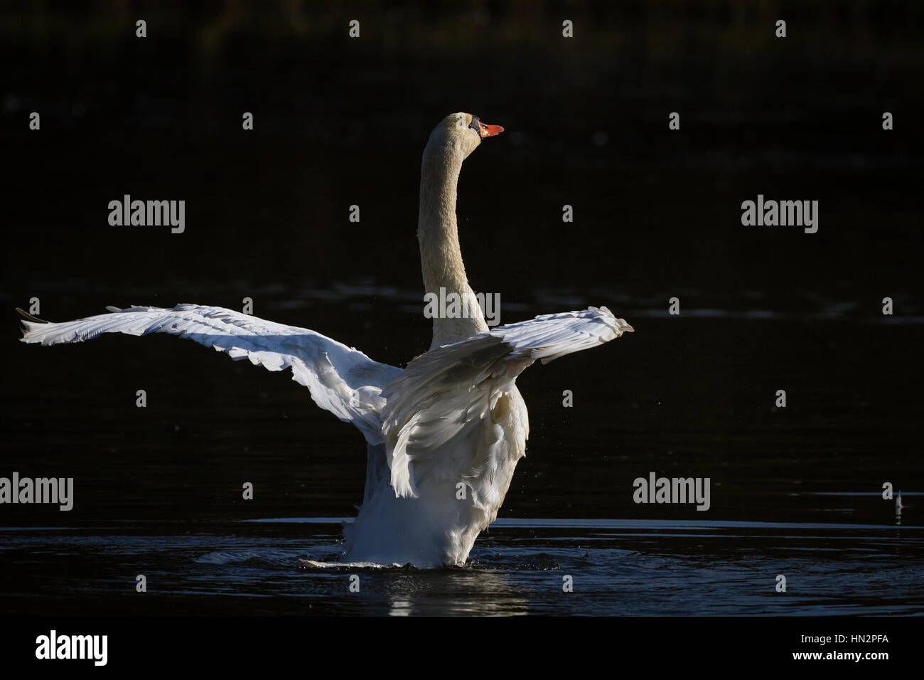Mute Swan (Cygnus olor) shaking feathers. Lower Silesia. Poland. Stock Photo