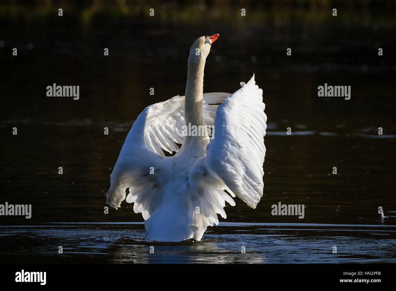 Mute Swan (Cygnus olor) shaking feathers. Lower Silesia. Poland. Stock Photo
