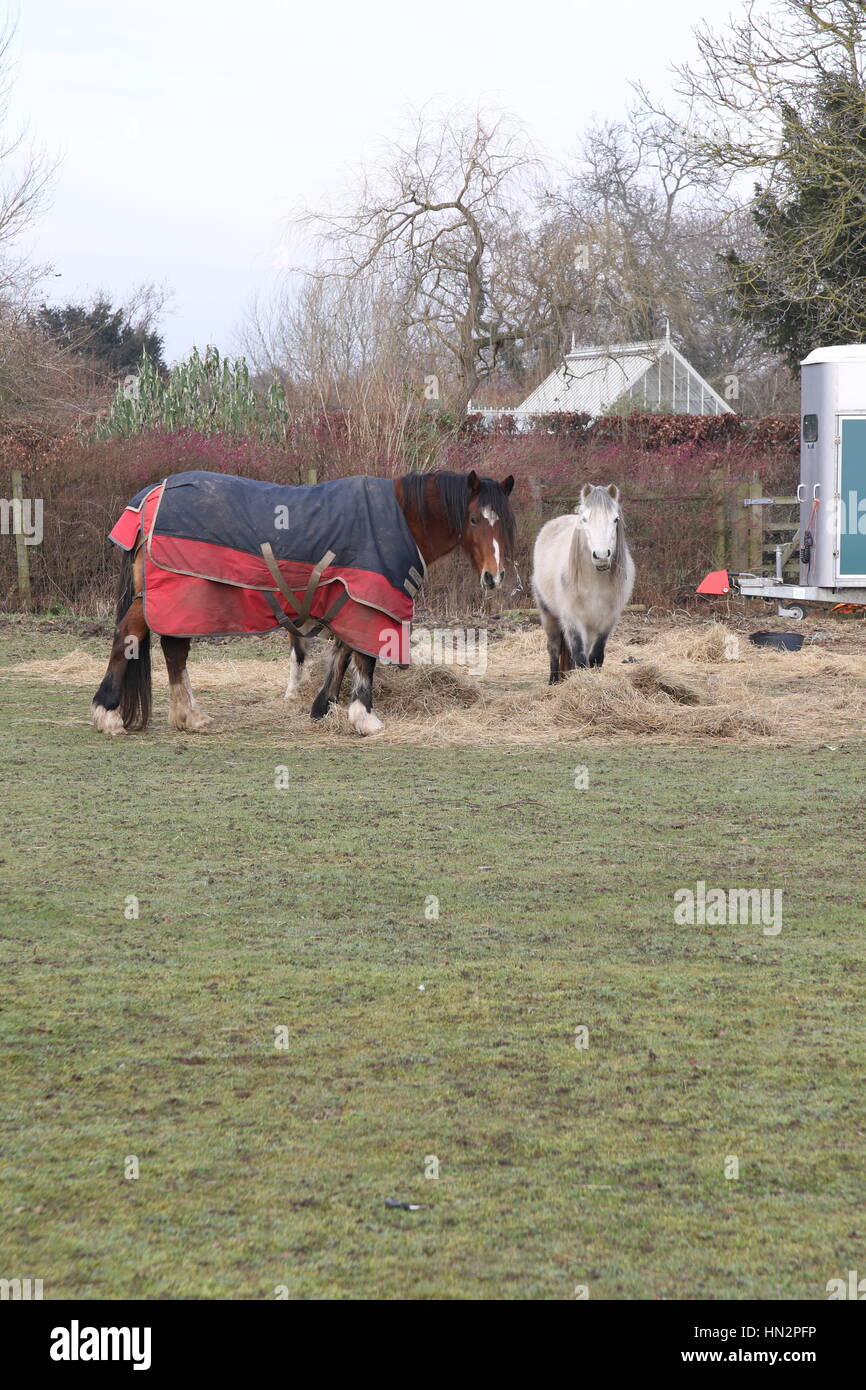 two horses wearing coats stand in a field eating hay and straw Stock