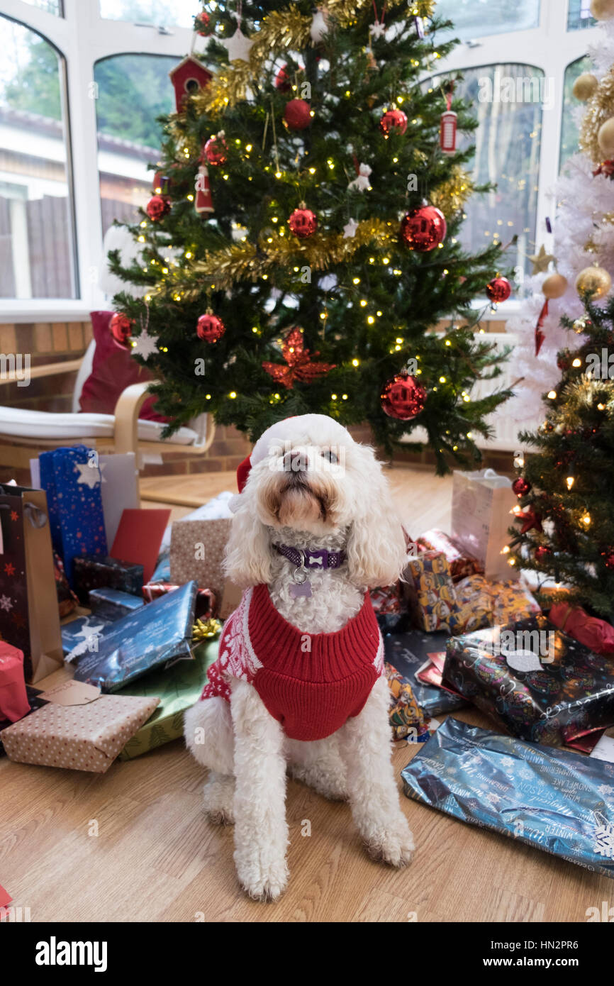 Dog, Christmas tree, and presents Stock Photo