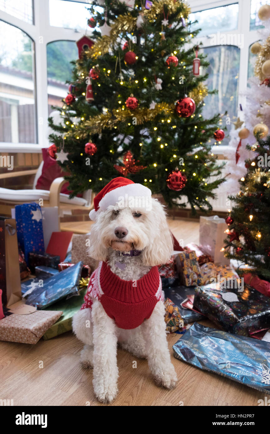 Dog christmas tree hires stock photography and images Alamy