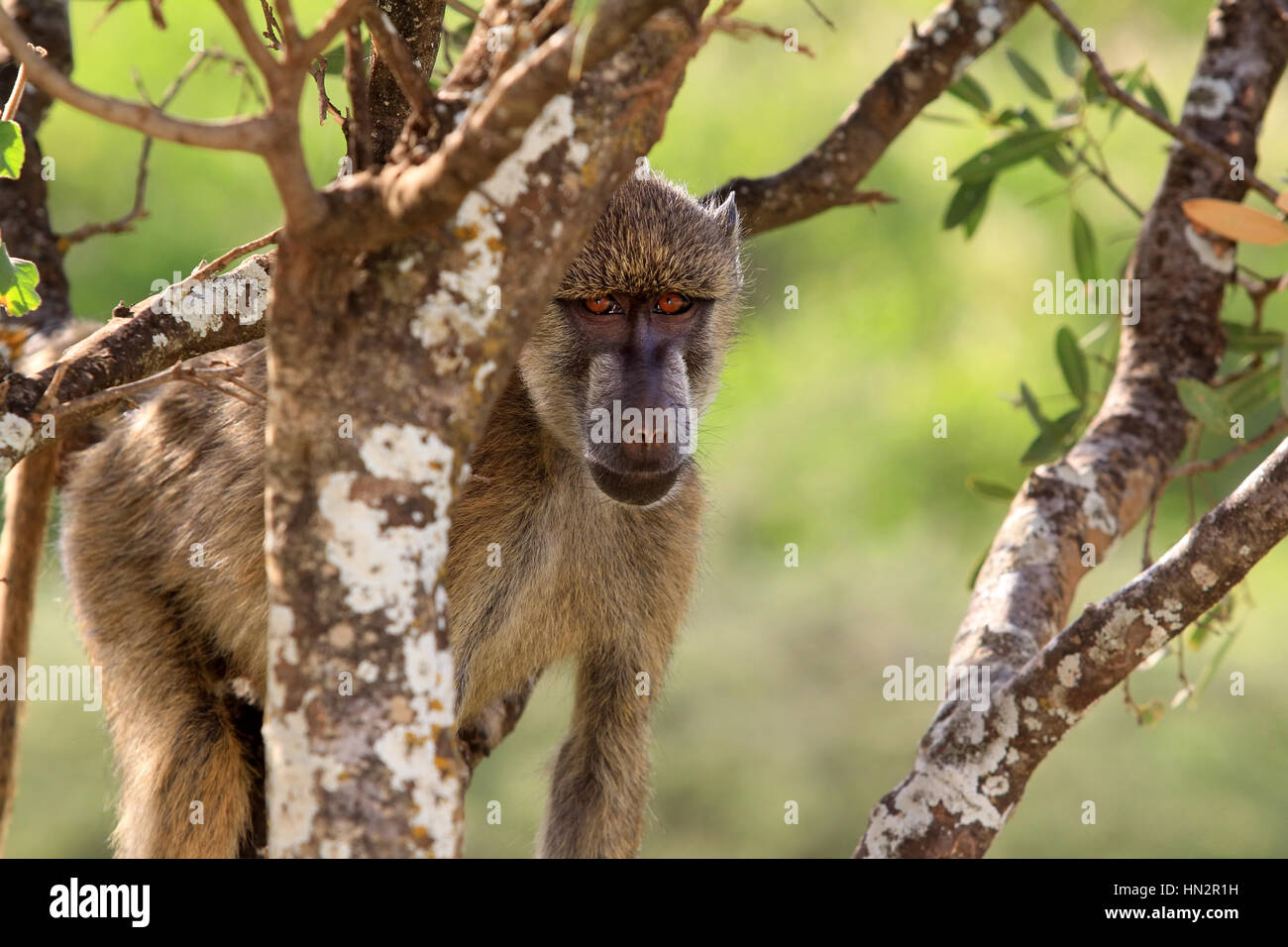 Baboon on tree. Amboseli national park in Kenia Stock Photo