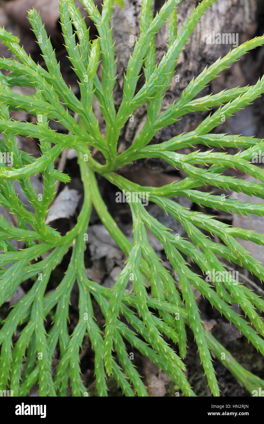 Running cedar club moss hi-res stock photography and images - Alamy