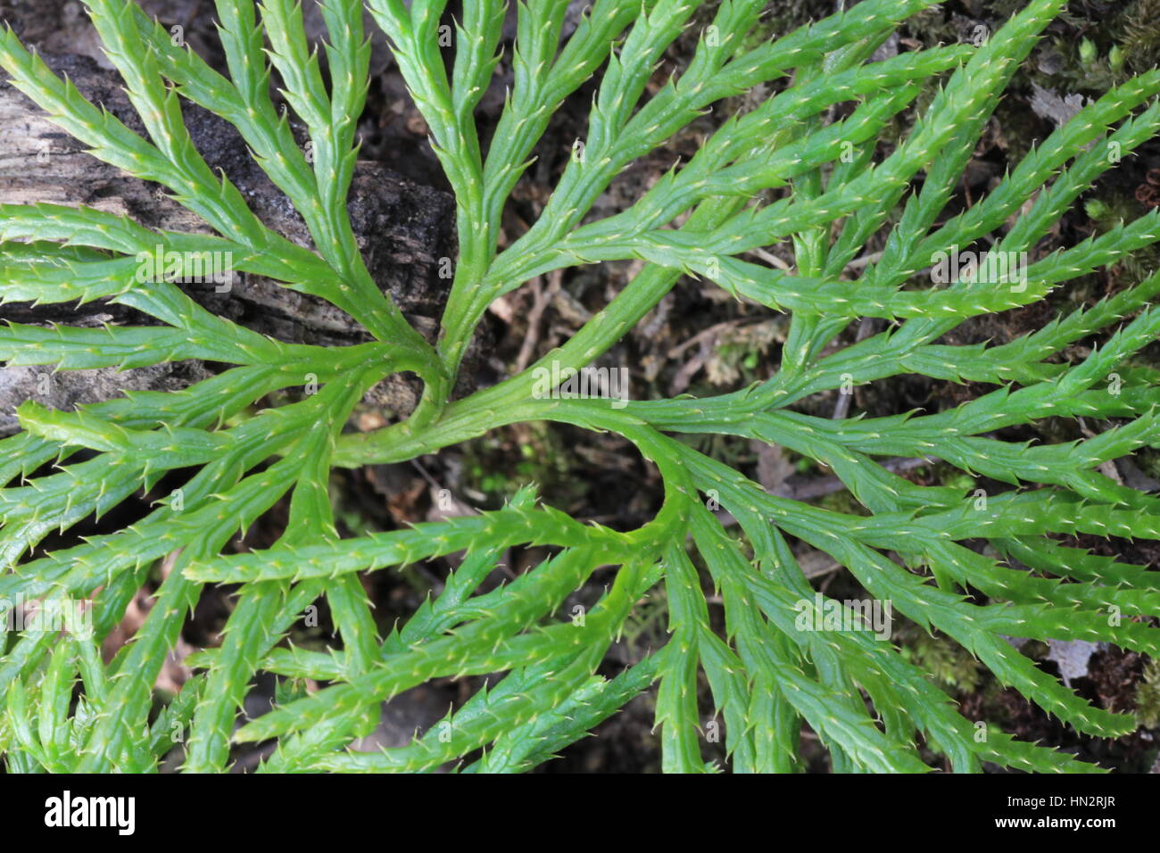download club moss for free download club moss for free