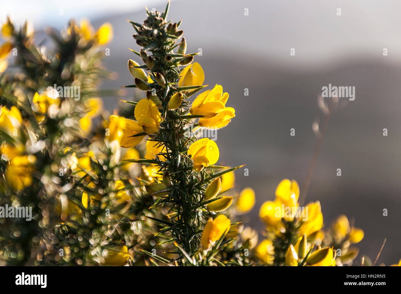 Flowering gorse bush plant Ulex Europaeus with bright yellow flowers Stock Photo