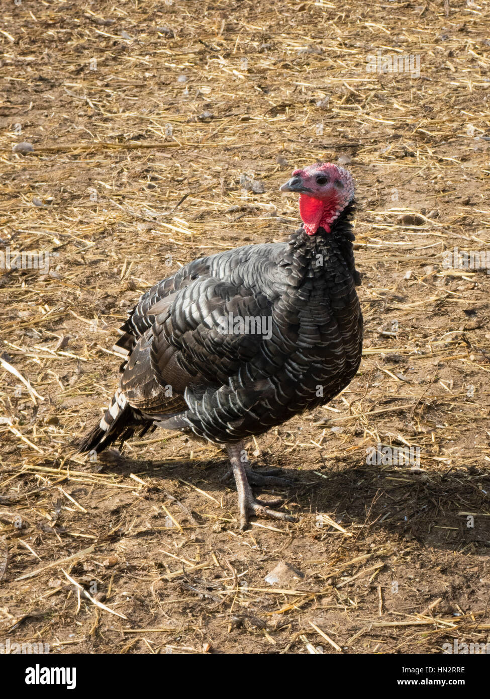 Turkey Farm Stock Photo Alamy