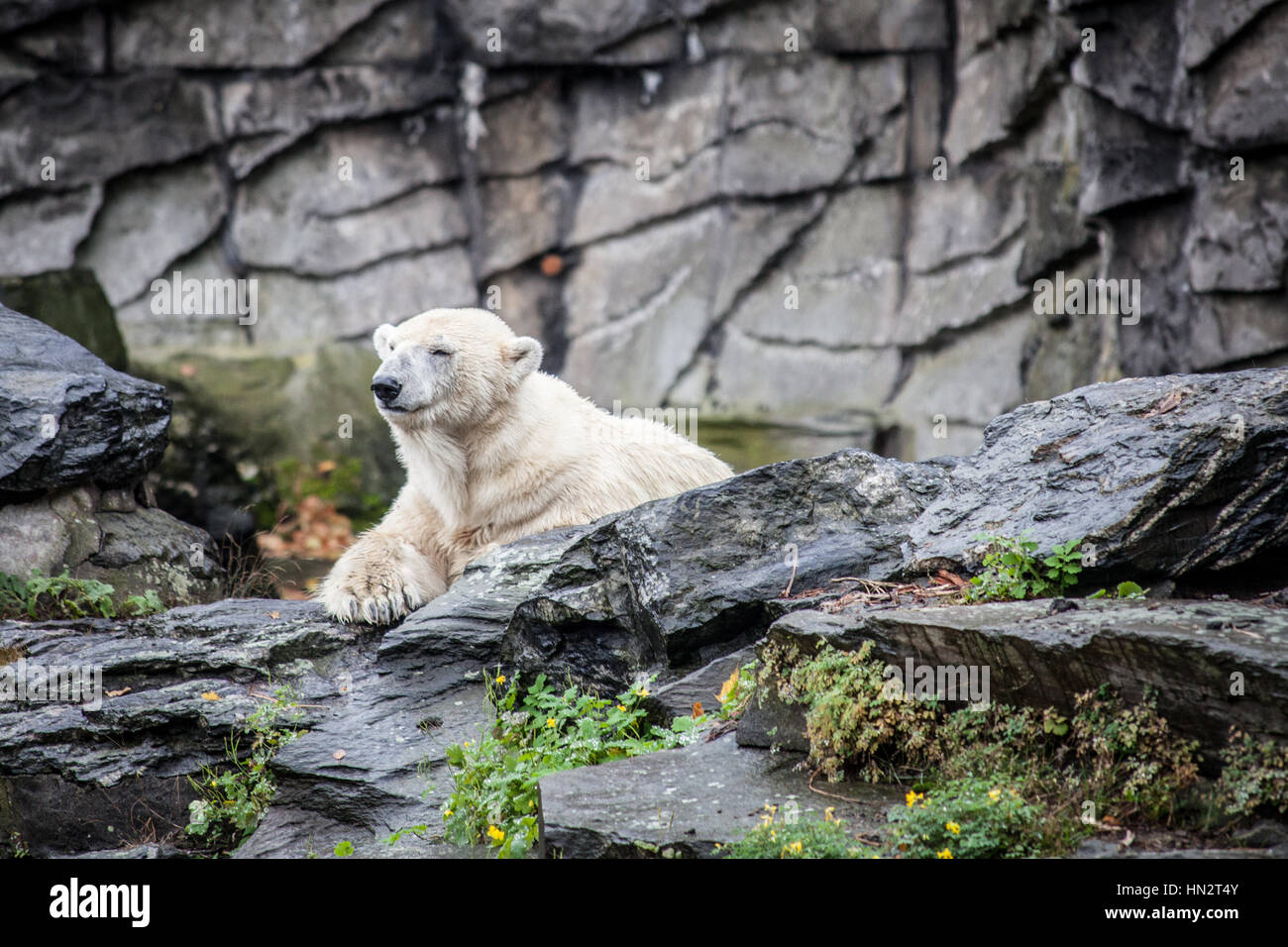 Icebear - Real and big animals really close. Walking in the zoo of Berlin. Stock Photo