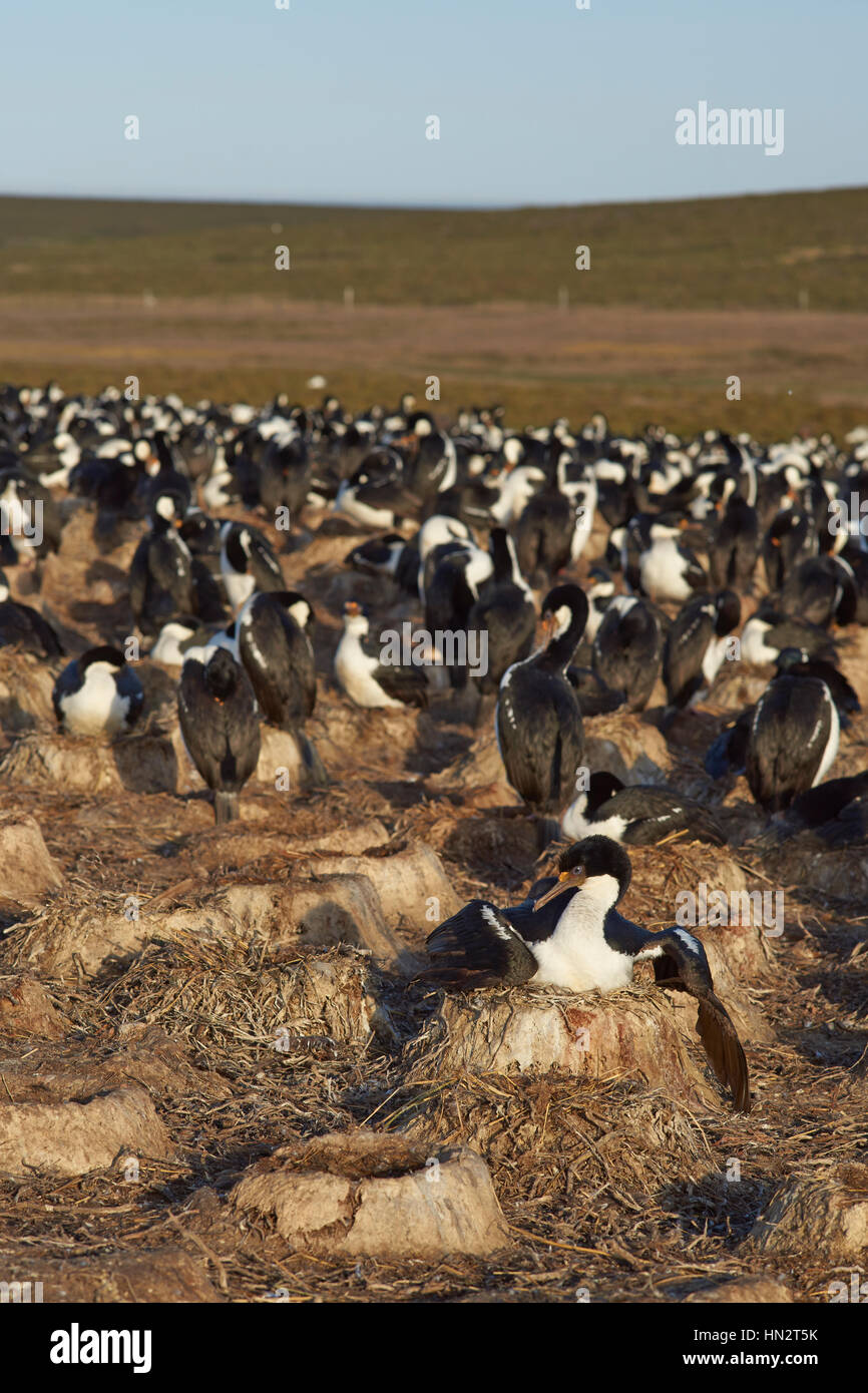 Large colony of Imperial Shag (Phalacrocorax atriceps albiventer) on Bleaker Island on the Falkland Islands Stock Photo