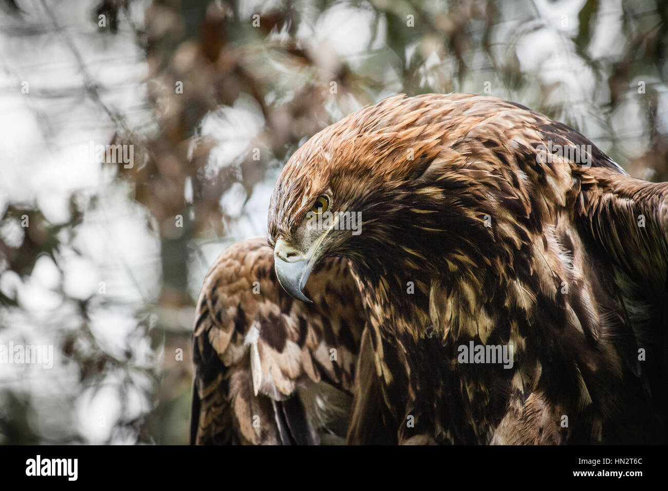 Eagle - Real and big animals really close. Walking in the zoo of Berlin. Stock Photo