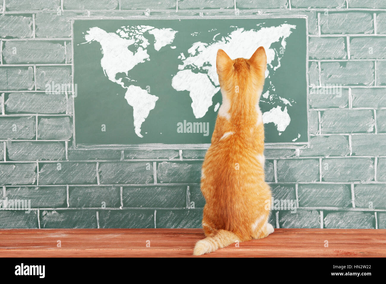 Education funny idea with red cat before blackboard with World map Stock Photo