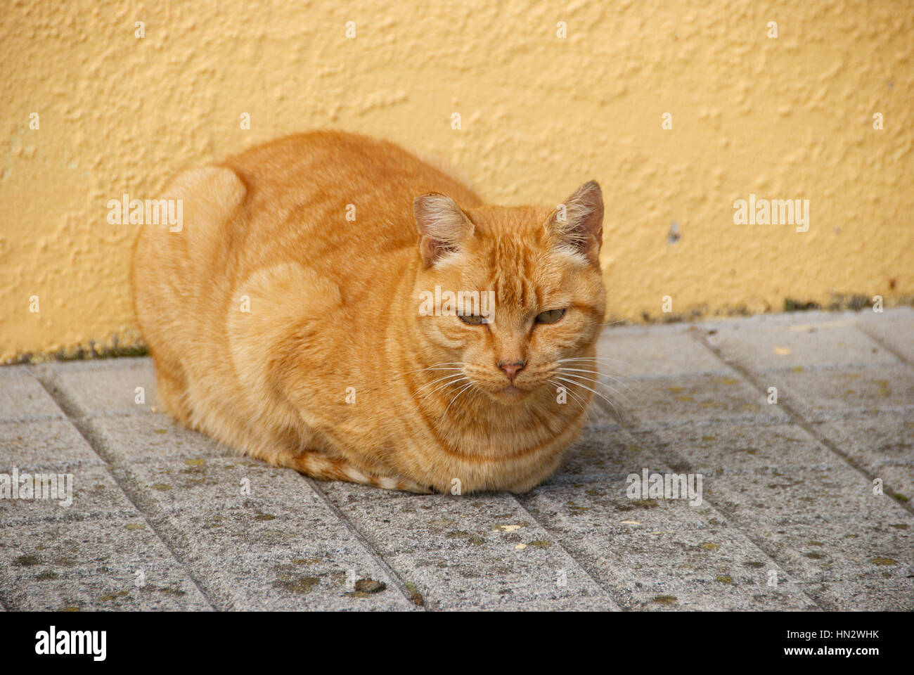 Station Cat at Cambre, A Coruna province, Galicia, Spain. Stock Photo