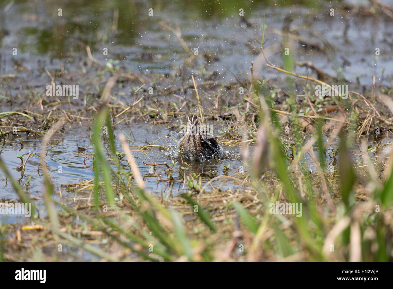 Wilson's Snipe (Gallinago delicata) on a lake edge Joe Overstreet Road, Florida,USA Stock Photo