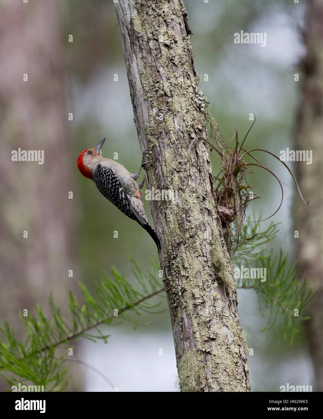 Red-bellied Woodpecker (Melanerpes carolinus) on side of a tree at Corkscrew Swamp Sanctuary, Florida Stock Photo