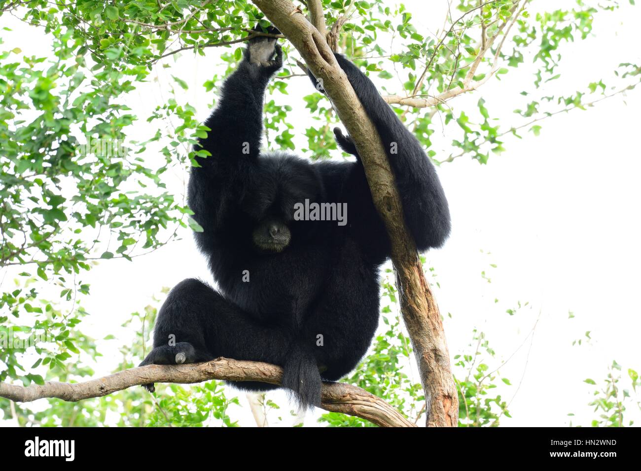 beautiful Siamang (Symphalangus syndactylus) sitting on ground Stock Photo