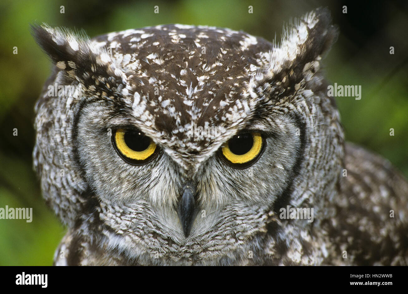 Fleckenuhu, Flecken-Uhu, Portrait, Bubo africanus, spotted eagle-owl Stock Photo