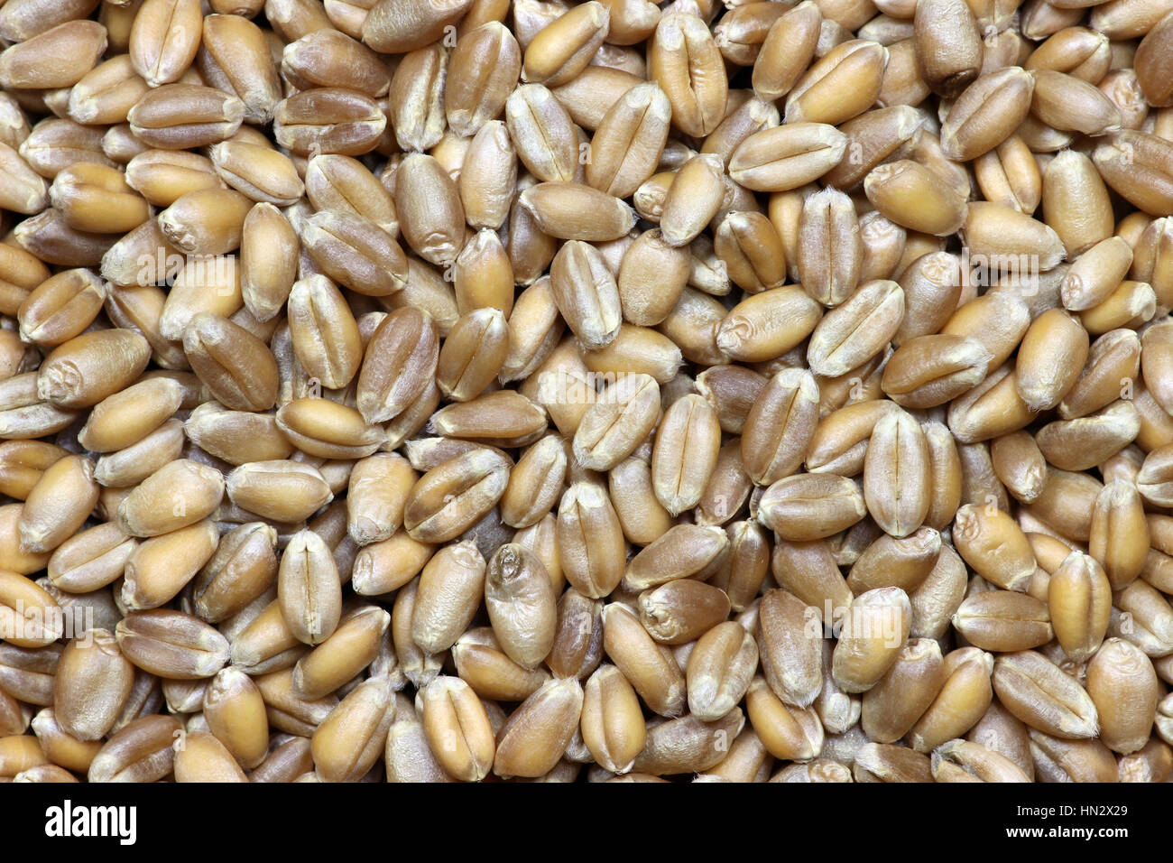 wheat grains for background use Stock Photo