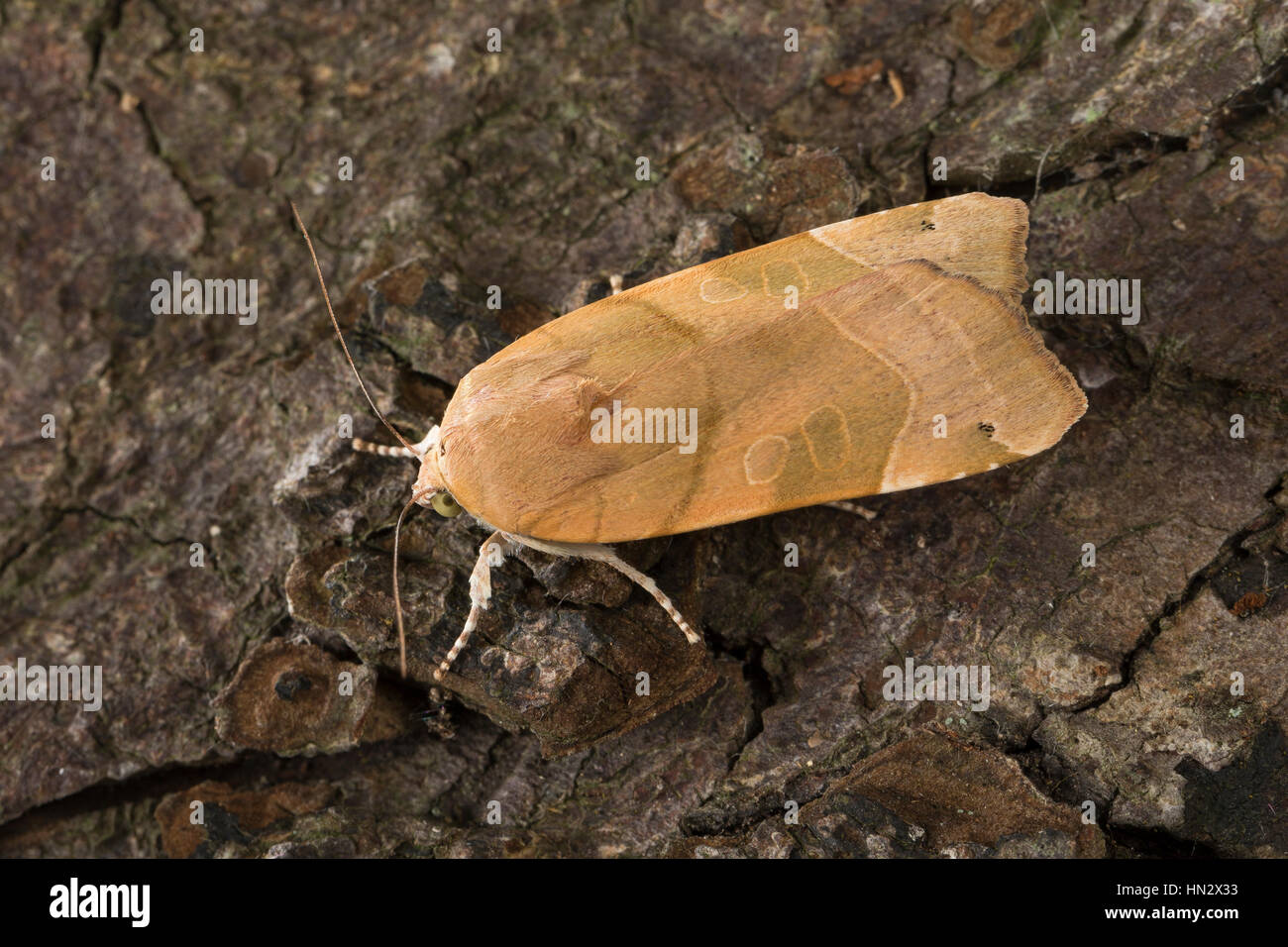 Gelbe Bandeule, Bunte Bandeule, Große Bandeule, Noctua fimbriata