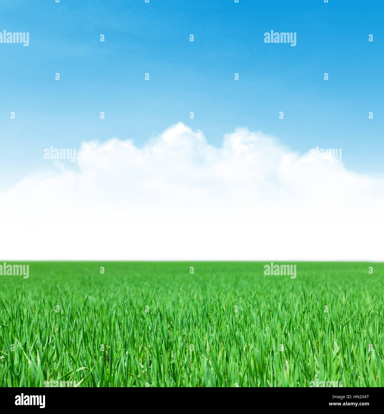 Green grass field and blue sky with clouds on horizon background Stock ...