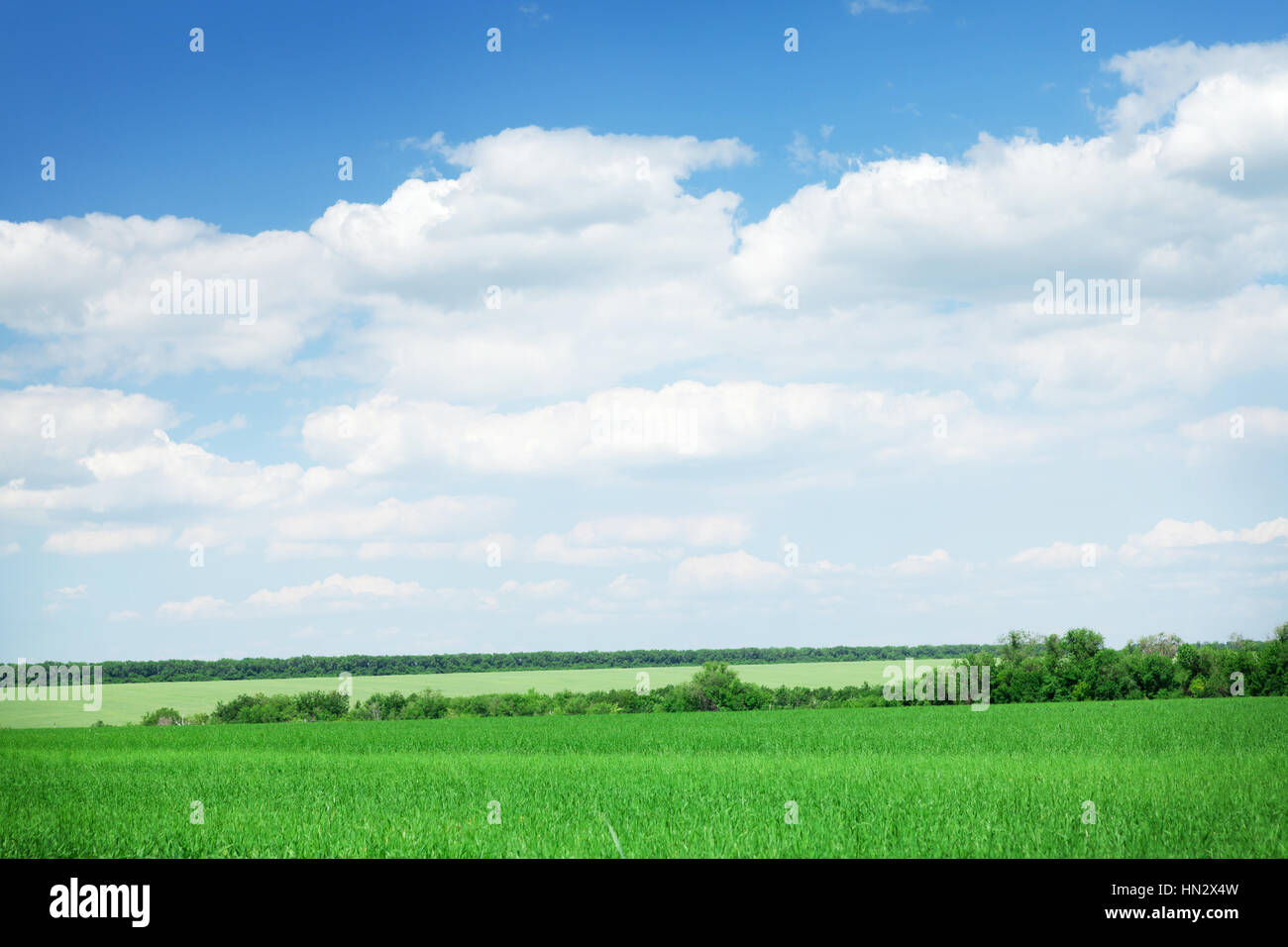 Green grass field and blue sky with clouds on horizon background Stock ...