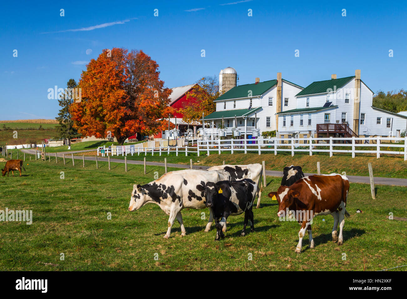 A large Amish dairy farm home near Berlin, Ohio, USA Stock Photo Alamy