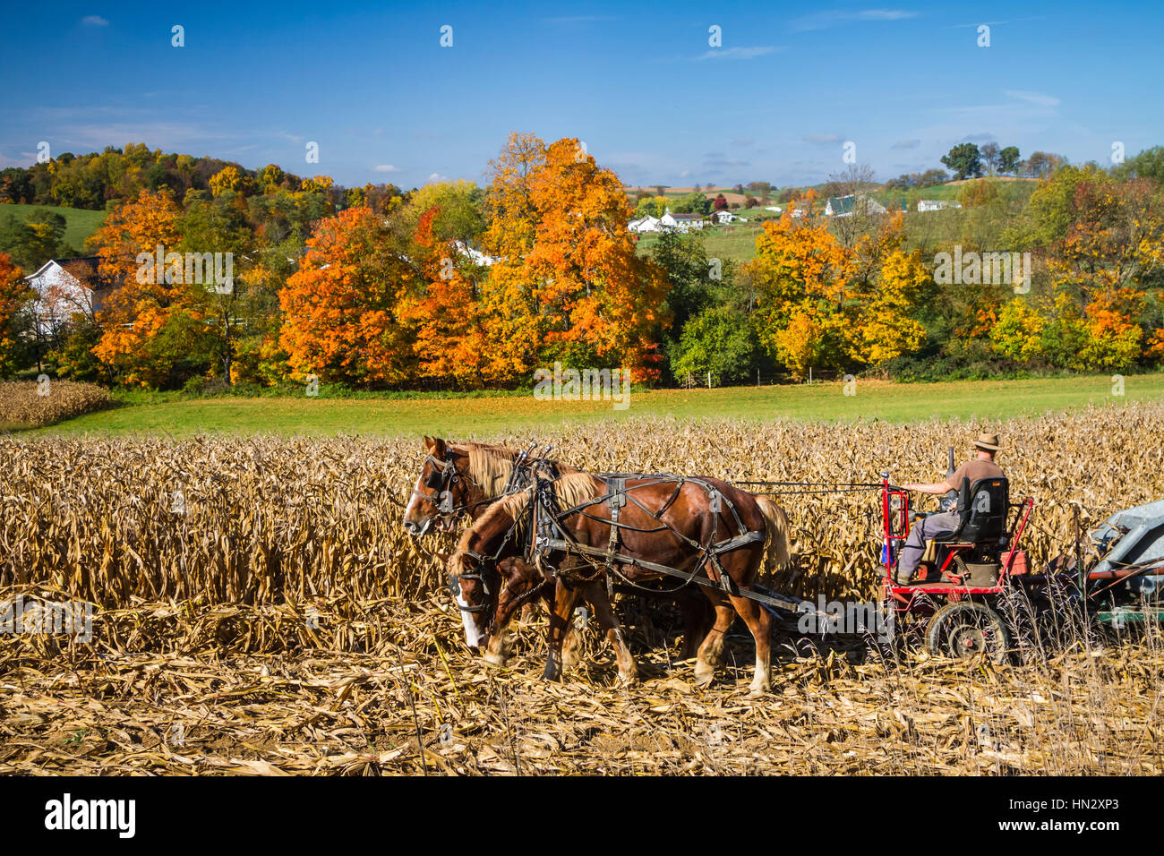 Amish horse drawn farm corn picker on the field near Berlin, Ohio Stock