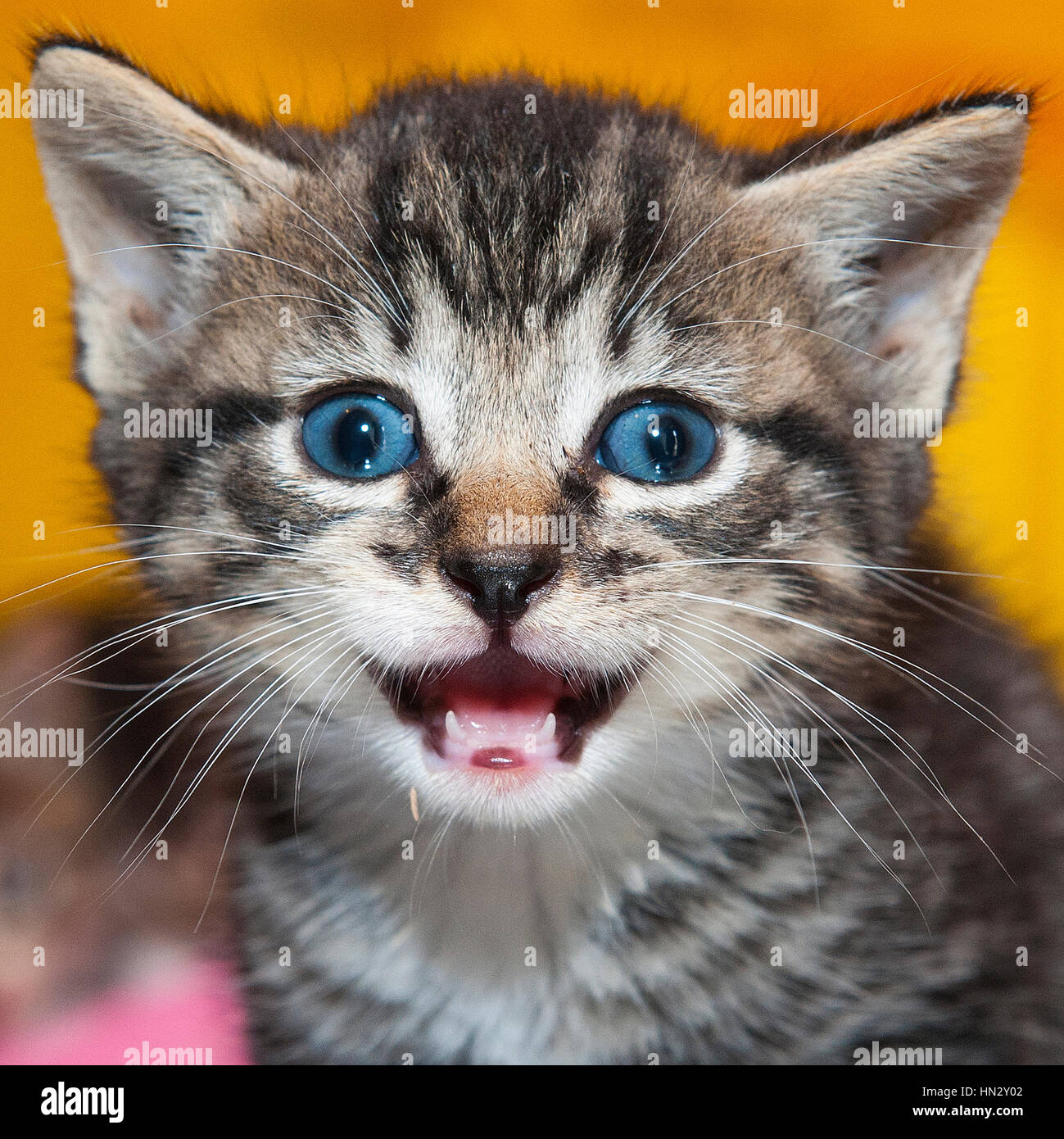 Tiny young blue eyed grey tiger kitten close up looking at camera headshot with mouth open meowing Stock Photo