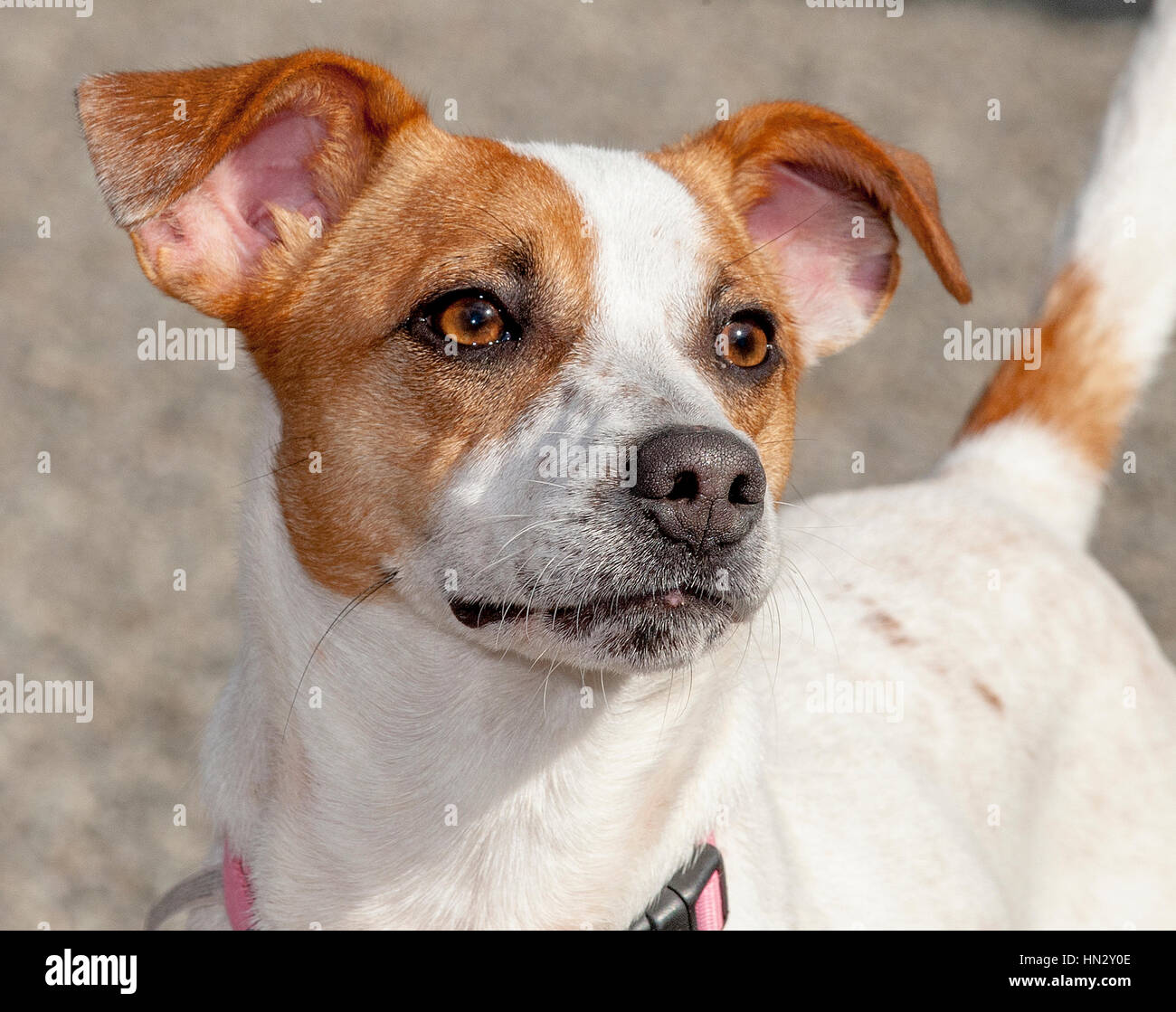 Adorable white and brown small dog headshot close up outside in the sun Stock Photo