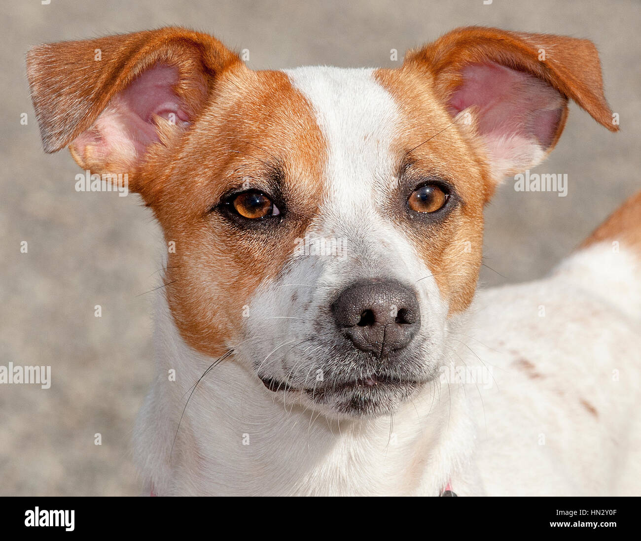 Adorable white and brown small dog headshot close up outside in the sun Stock Photo