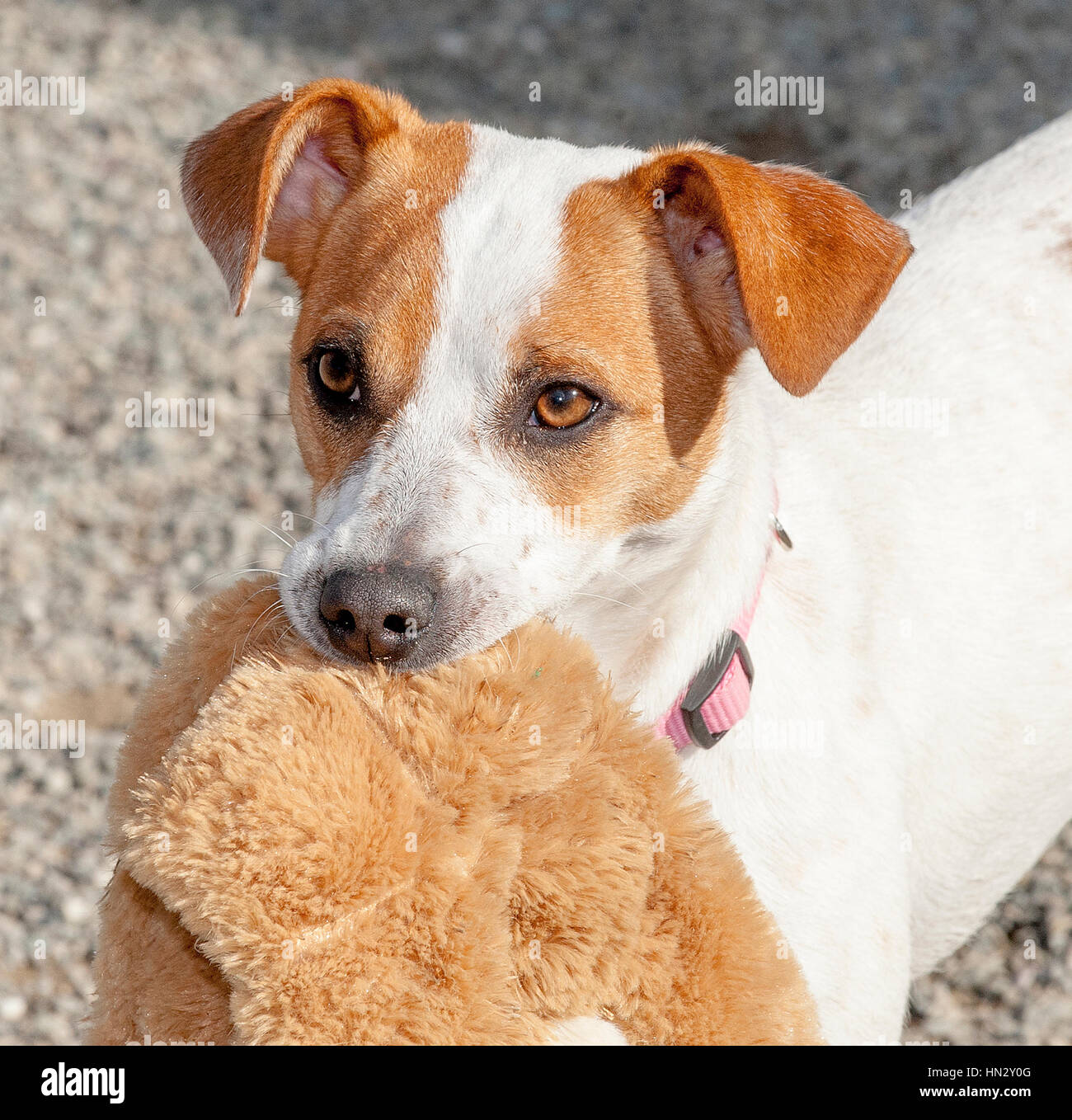 Adorable white and brown small dog headshot close up outside in the sun Stock Photo