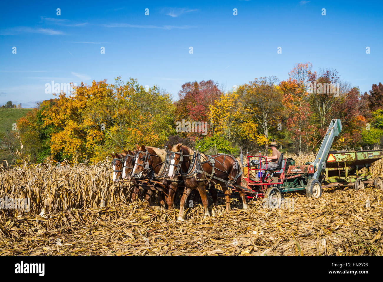 Amish horse drawn farm corn picker on the field near Berlin, Ohio, USA